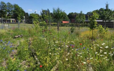 Neues aus dem Schulgarten